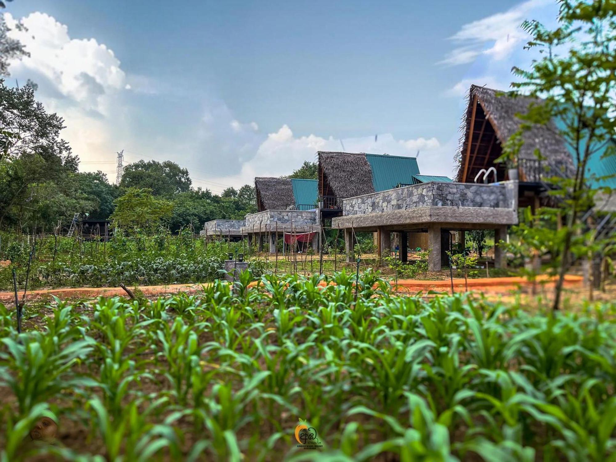 Tree House Ambasewana सहारा Habarana